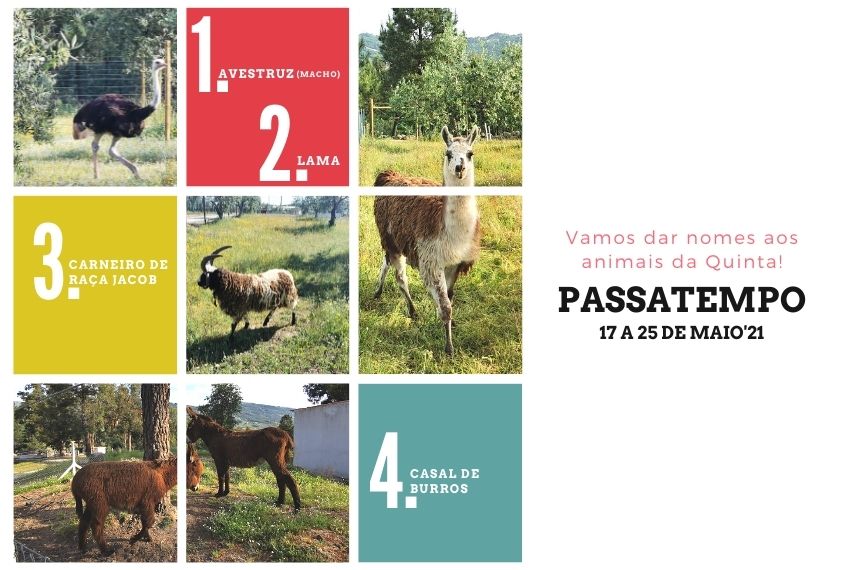 Passatempo nome aos animais